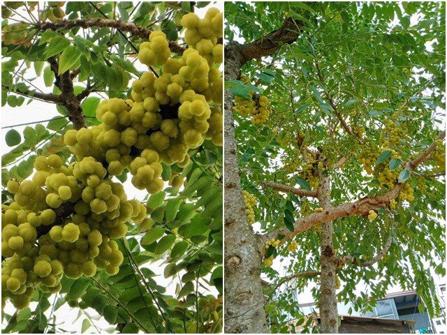 Chùm ruột hiện được đóng gói sang trọng, trở thành món quà đặc sản được ưa chuộng trên các sàn thương mại điện tử.