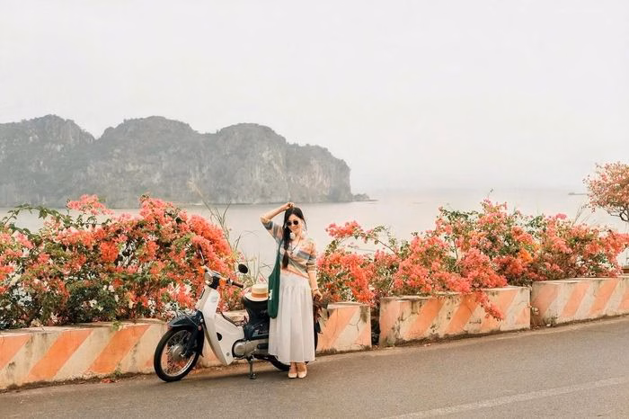 Vẻ đẹp thơ mộng của những cung đường hoa giấy luôn là điểm đến "gây sốt" với giới trẻ khi đến Cát Bà. Ảnh: CH.