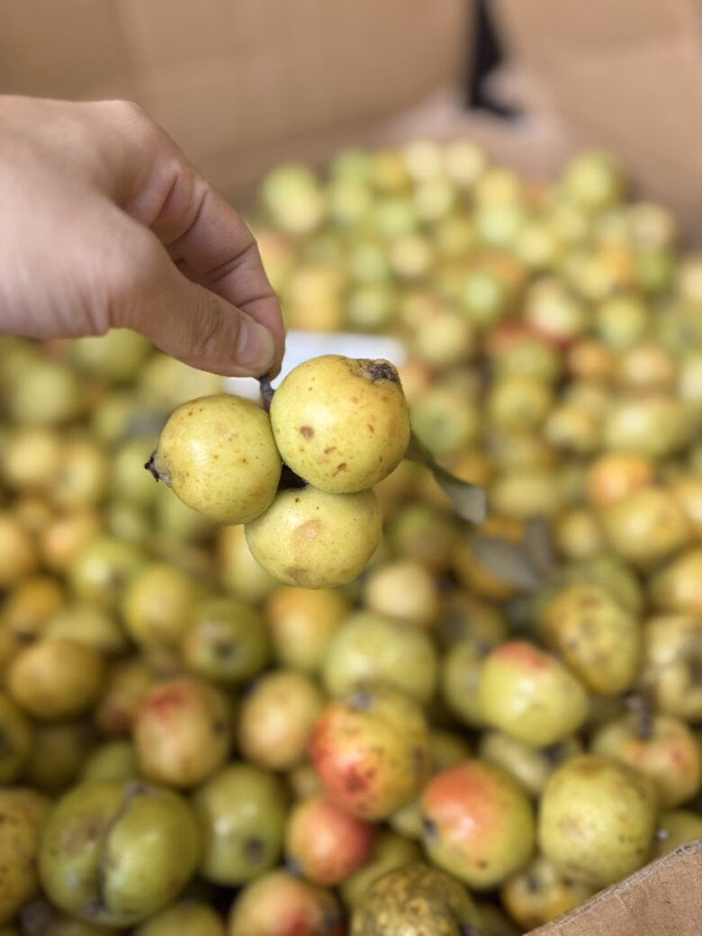 Sơn tra mọc phổ biến ở vùng núi cao Tây Bắc, nay đã được trồng chuyên canh để phát triển kinh tế.