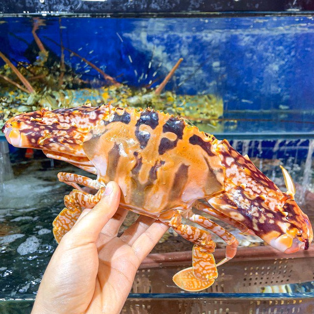 Ghẹ đỏ được ưa chuộng tại các nhà hàng cao cấp nhờ ngoại hình sang trọng và thịt ngọt.