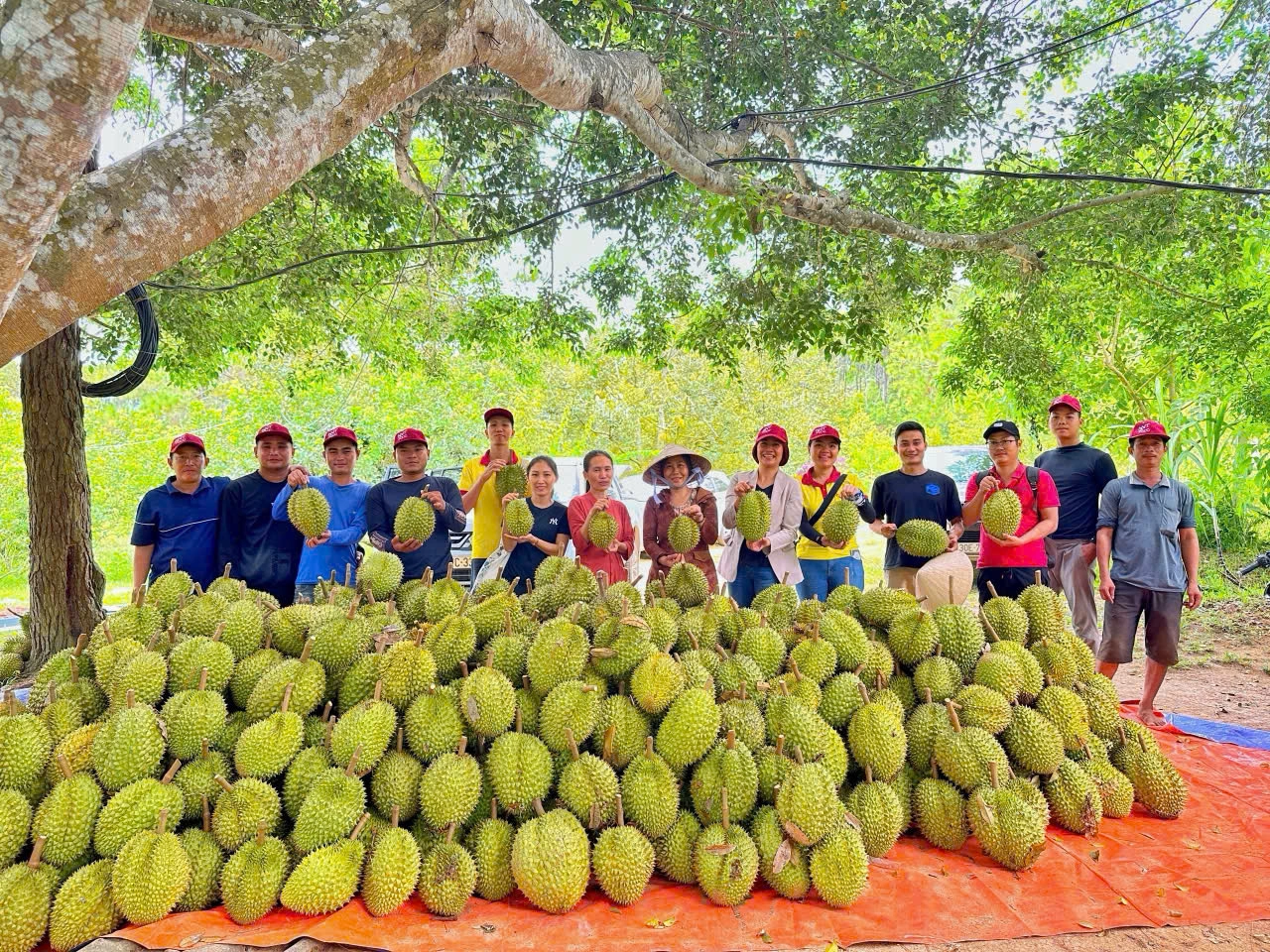 Nông dân thu hoạch sầu riêng (Ảnh: Huân Trần).